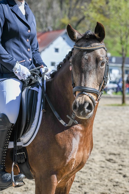 场主场胜利 场主场胜利