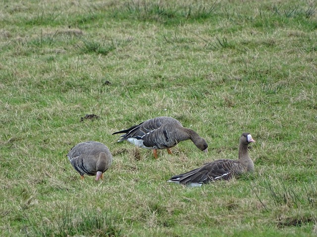 与亚历山大 与亚历山大